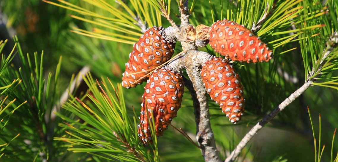 Are Pine Nuts Tree Nuts How To Harvest Pine Nuts Pine Tree Nuts