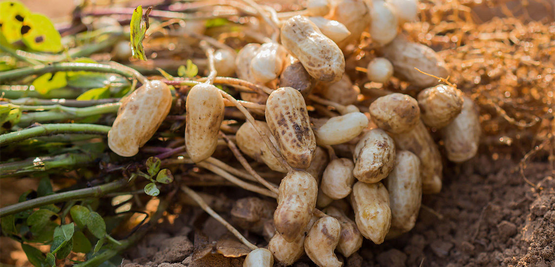 How Peanuts Grow?