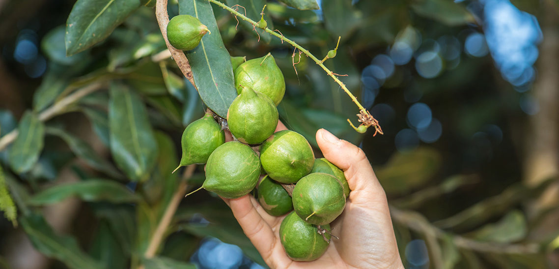 Where are Macadamia Nuts Grown?