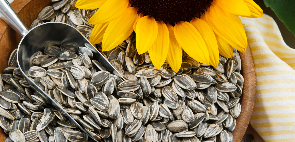 Sunflower Seeds for Everyone